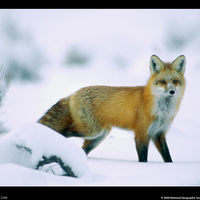 lone fox