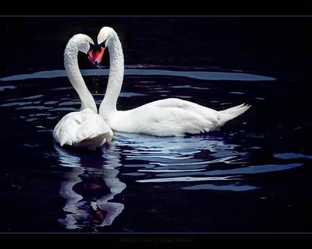 nice couple - water, love, sweet, swans, white, dark blue, wings, kiss, lake