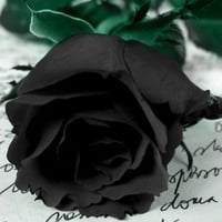 Letter Rose