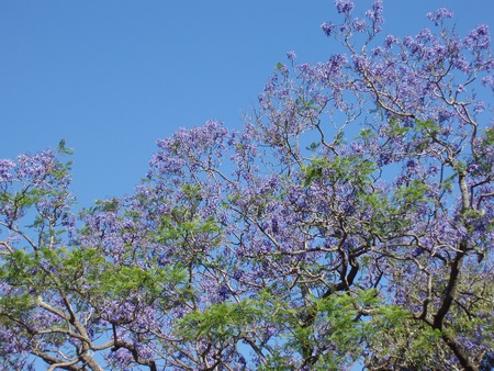 Purple tree - trees, nature