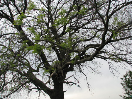 Tree - branches, tree