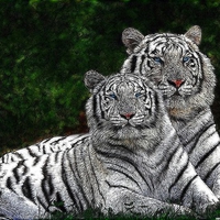 Bengal-Tigers