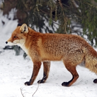 Fox