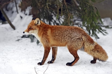 Fox - nature, Fox, red, snow, animla