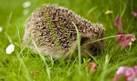 Hedgehog - hedgehog, animal, shy, grass