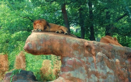 Lion - lioness, animal, sleep, lion