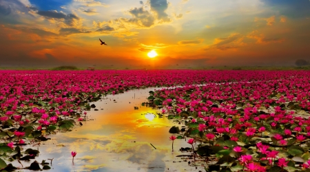 Lotus Flower - Lotus, flower, sunset, nature