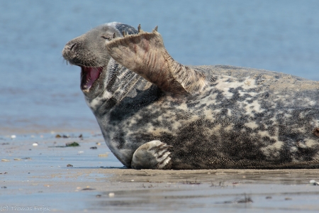 Seal - seal, hai, smile, animal