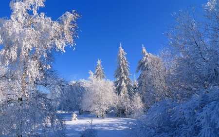 Winter landscape - trees, winter, beautiful, cold, landscape, snow, scene, frost