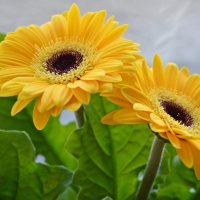 Yellow Gerberas