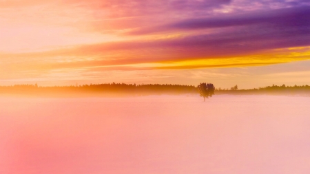 Pink Winter - snow, winter, nature, tree