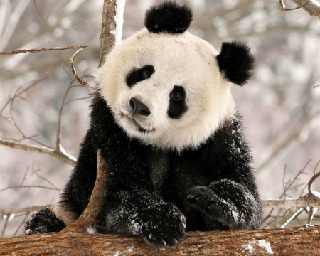 Panda bear - bear, black, white, animal, winter, panda, cute