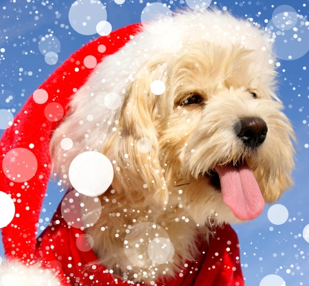 Tasting the snowflakes - craciun, hat, tongue, winter, snowflakes, funny, christmas, caine, santa, dog, red, animal, cute