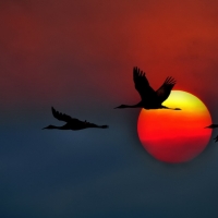 Cranes Birds Flying In Sunset Sky