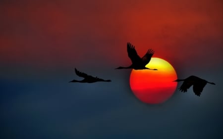 Cranes Birds Flying In Sunset Sky - birds, sunset, nature, cranes, sky