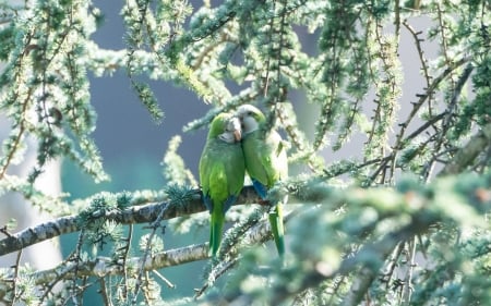 Bird Love - animal, parrot, tree, love, branch, birds