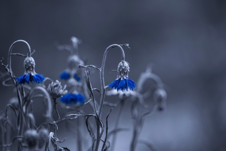 Flowers - grey, white, winter, blue, autumn, flower