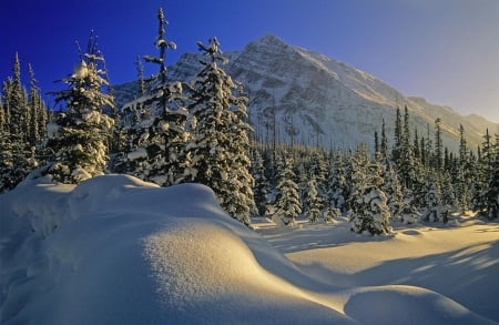 Winter at Boom Lake, Banff NP - trees, canada, snow, sunshine, alberta, mountains