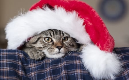 Christmas cat