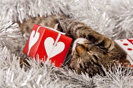 Tired - tired, cat, christmas, pisica, animal, sleep, craciun, funny, red