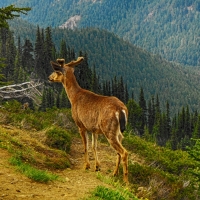 A Deer in Mountain Forest