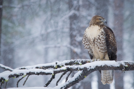 Buzzard - raptor, twig, forest, winter, trees, snow