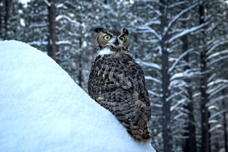 Snow Owl - raptor, forest, winter, trees