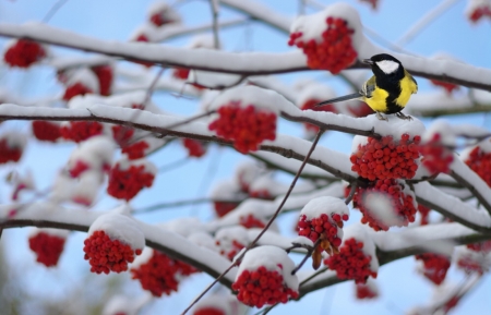 Bird - wintre, pretty, snow, tree, cute, bird