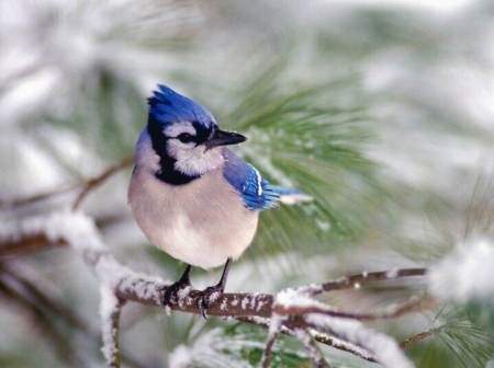 Pretty bird - winter, tree, pretty, bird