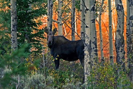 moose - nature, moose, fun, forest, cool