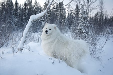 dog in forest - snow, dog, white, winter