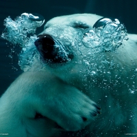 polar bear