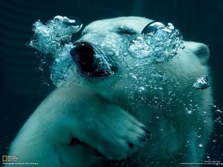 polar bear - bear, zoo, polar, swimming