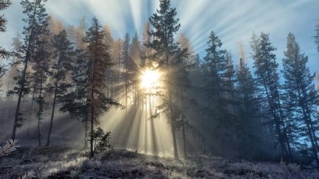 Sun Rays in the Forest