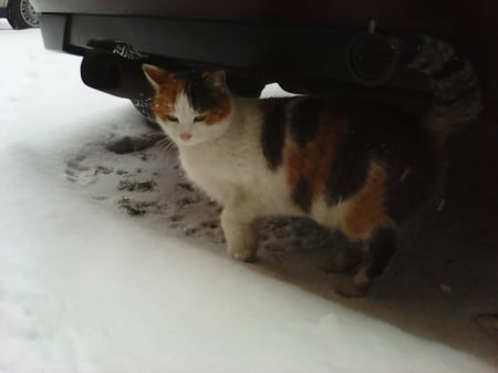 lily - cats, winter, animals, snow