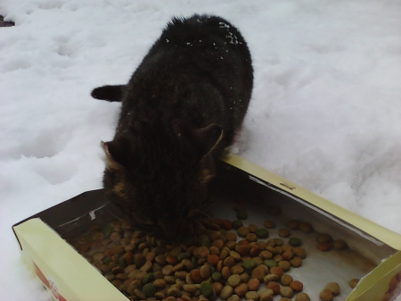 Kitten eating - snow, cats, winter, kitten