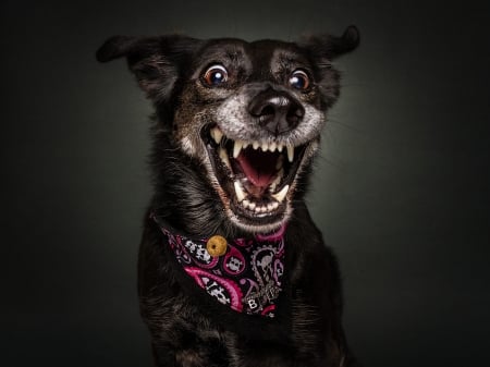 Funny dog - black, animal, scarf, christian vieler, funny, dog, caine, face