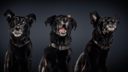 Funny dogs - black, animal, christian vieler, funny, dog, caine, face