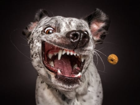 Funny dog - caine, face, dog, animal, funny, christian vieler