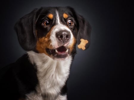 Funny dog - white, caine, face, dog, animal, funny, black, christian vieler