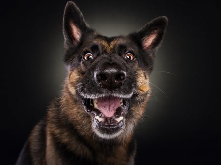 Funny dog - caine, face, dog, animal, funny, christian vieler