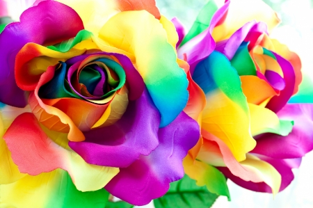 Rainbow roses - flower, raibow, rose, colorful