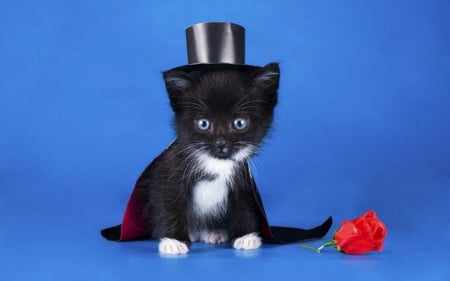 Little magician - hat, blue, magician, sweet, cat, black, pisica, costume, kitten, funny, red, rose, halloween, cute