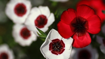 Red White Adorable Beauties - white, nature, macro, red, petals, flowers