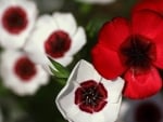 Red White Adorable Beauties