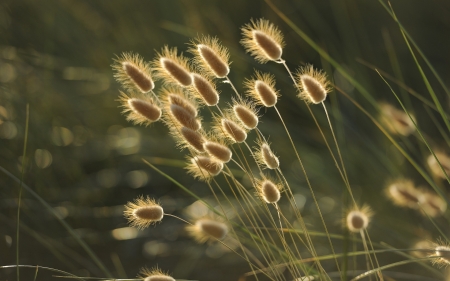 Spikes - plants, grass, light, spikes