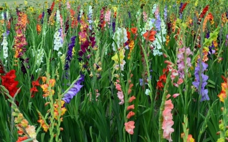 Gladiolus - gladiolus, nature, field, flowers