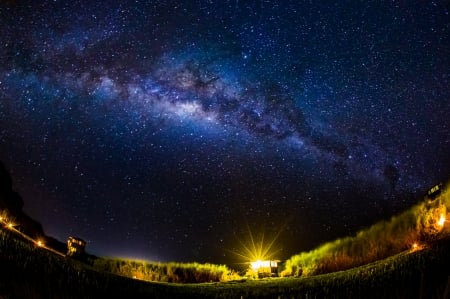 Starry Night - trees, nature, lights, night, stars, sky