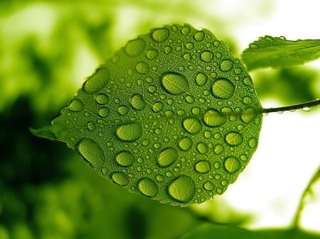 Leaf - nature, macro, photography, plant, water, leaf