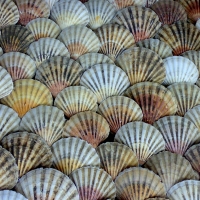 Shells